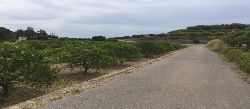 finca naranjos el runar